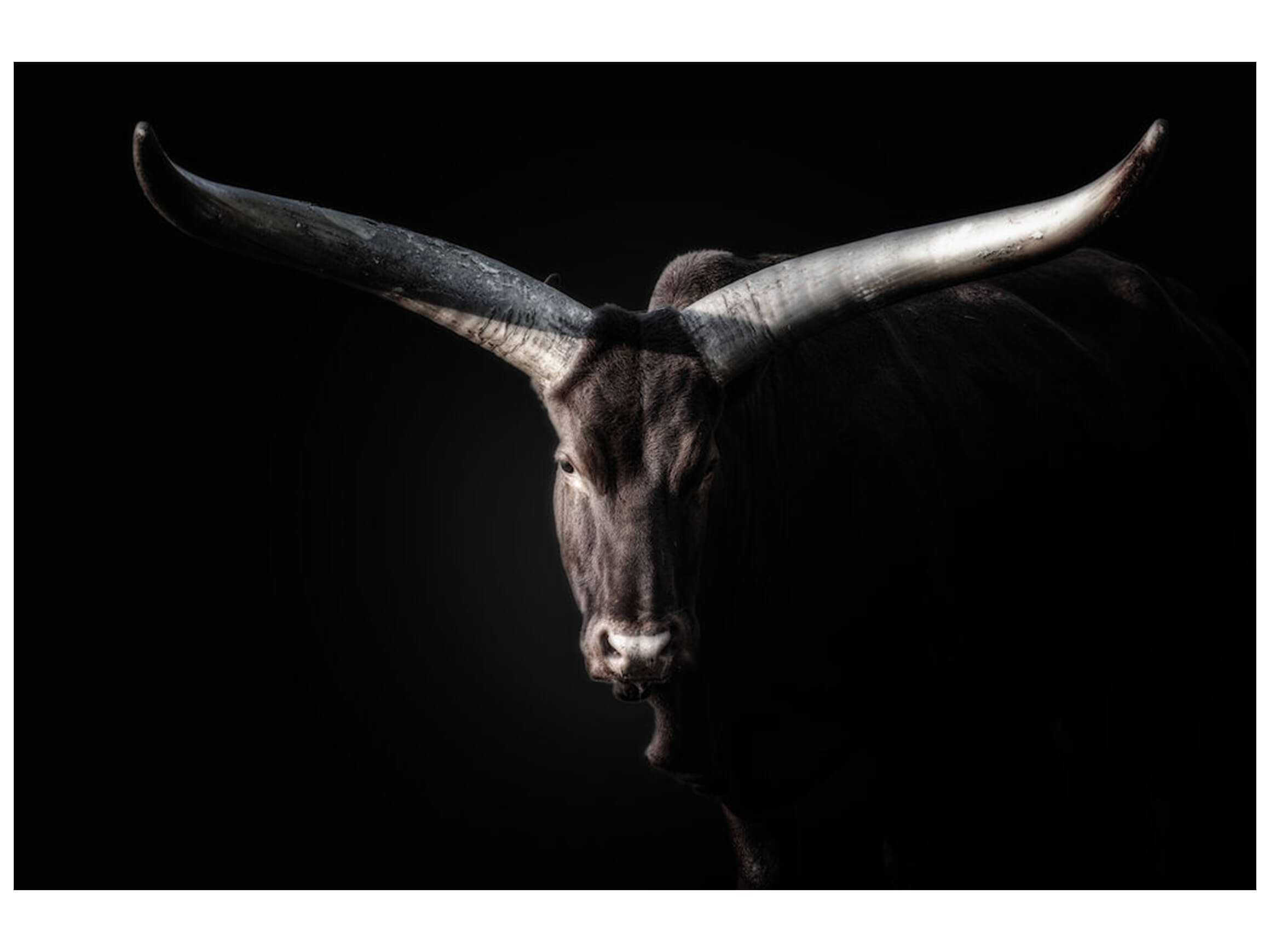 Bildsystem Watussi 3a ART