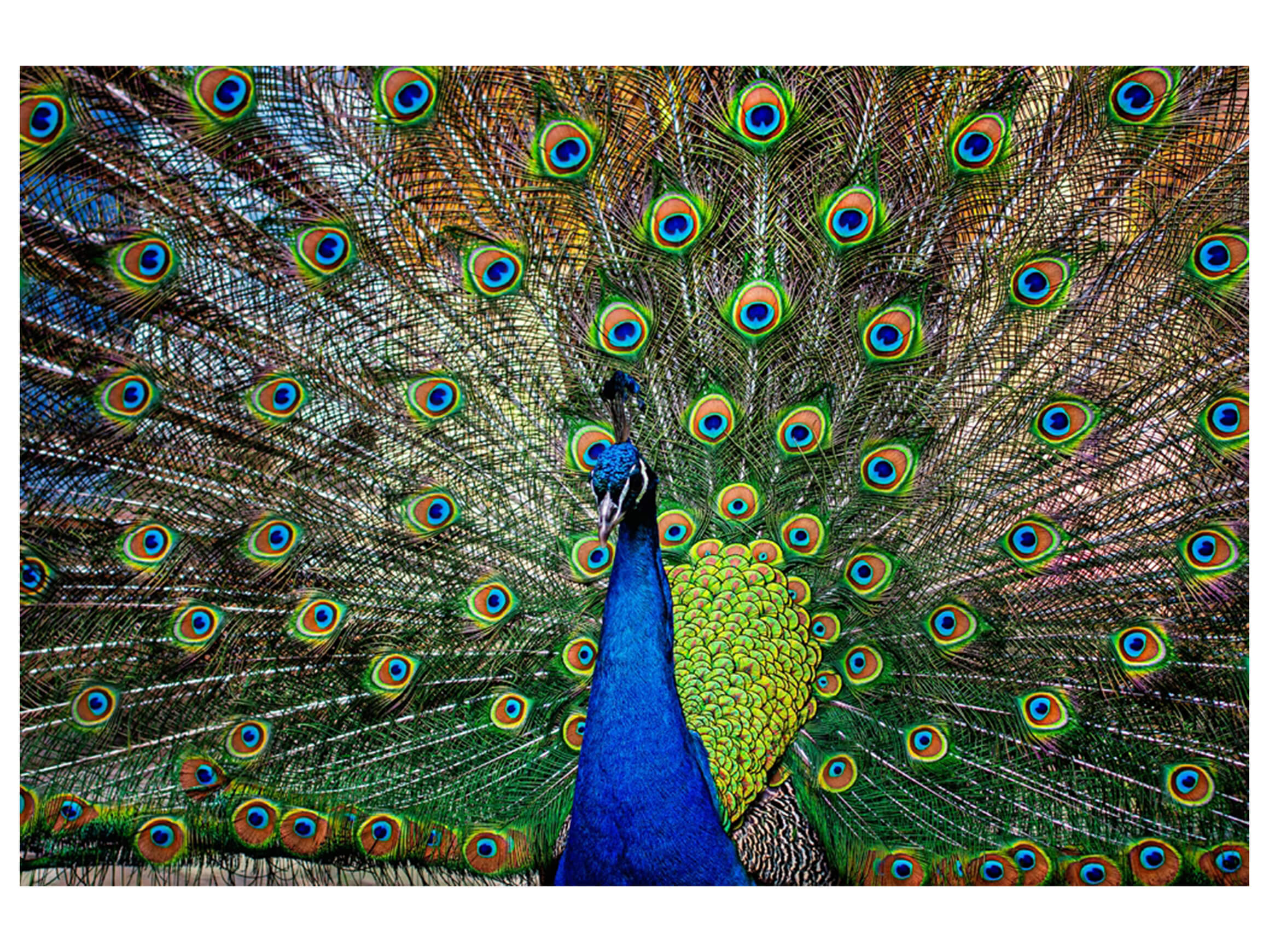 Digitaldruck auf Glas Stolzer Pfau image LAND