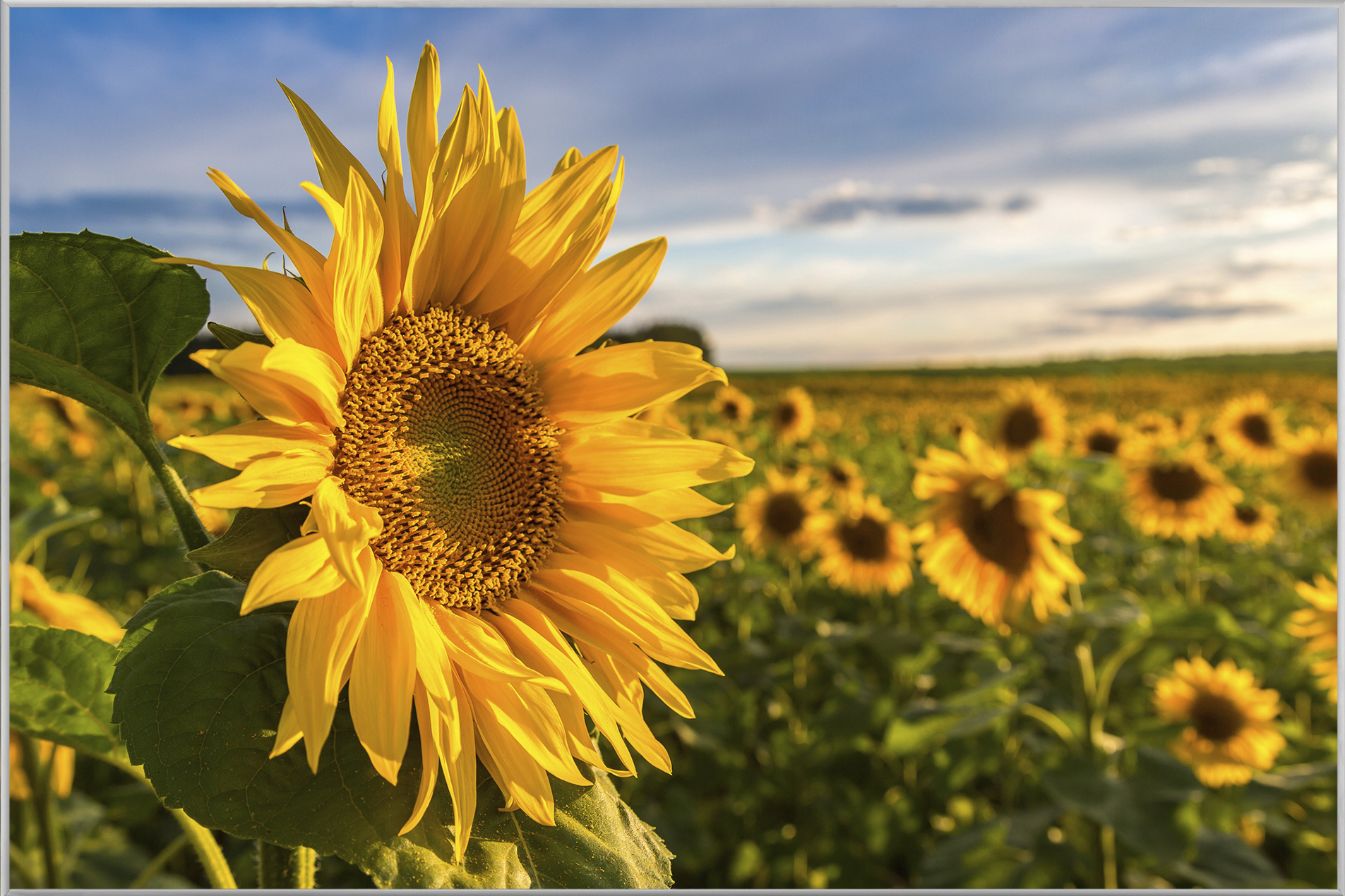 Bild mit Rahmen-Sonnenblumenfeld-image LAND