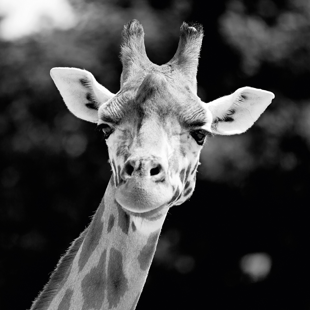 Alubild Giraffe image LAND