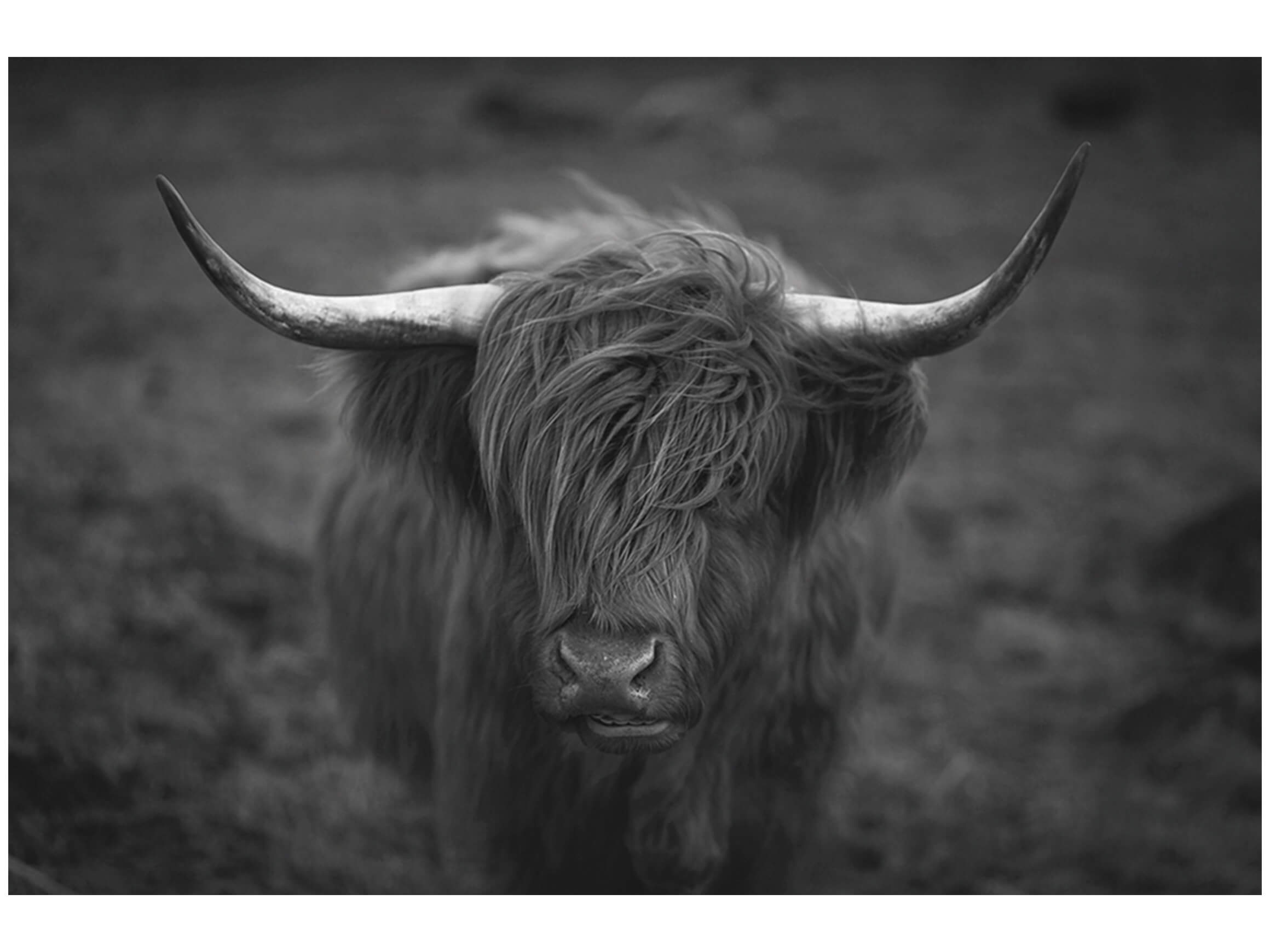 Digitaldruck auf Glas Hochlandrind in S/w image LAND