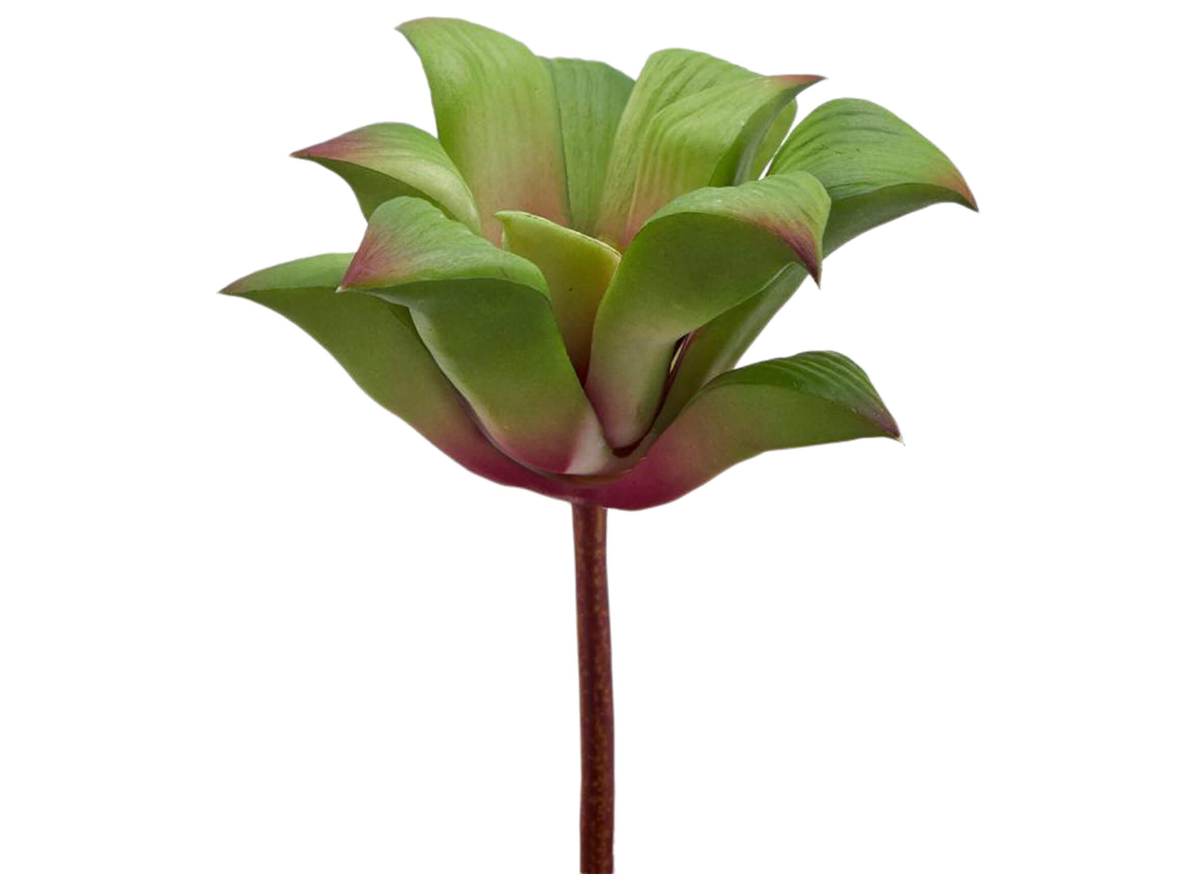 Edg Kunstblume Agave Klein Grün-Rot H: 16 cm Mehrfarbig | Schubiger Möbel