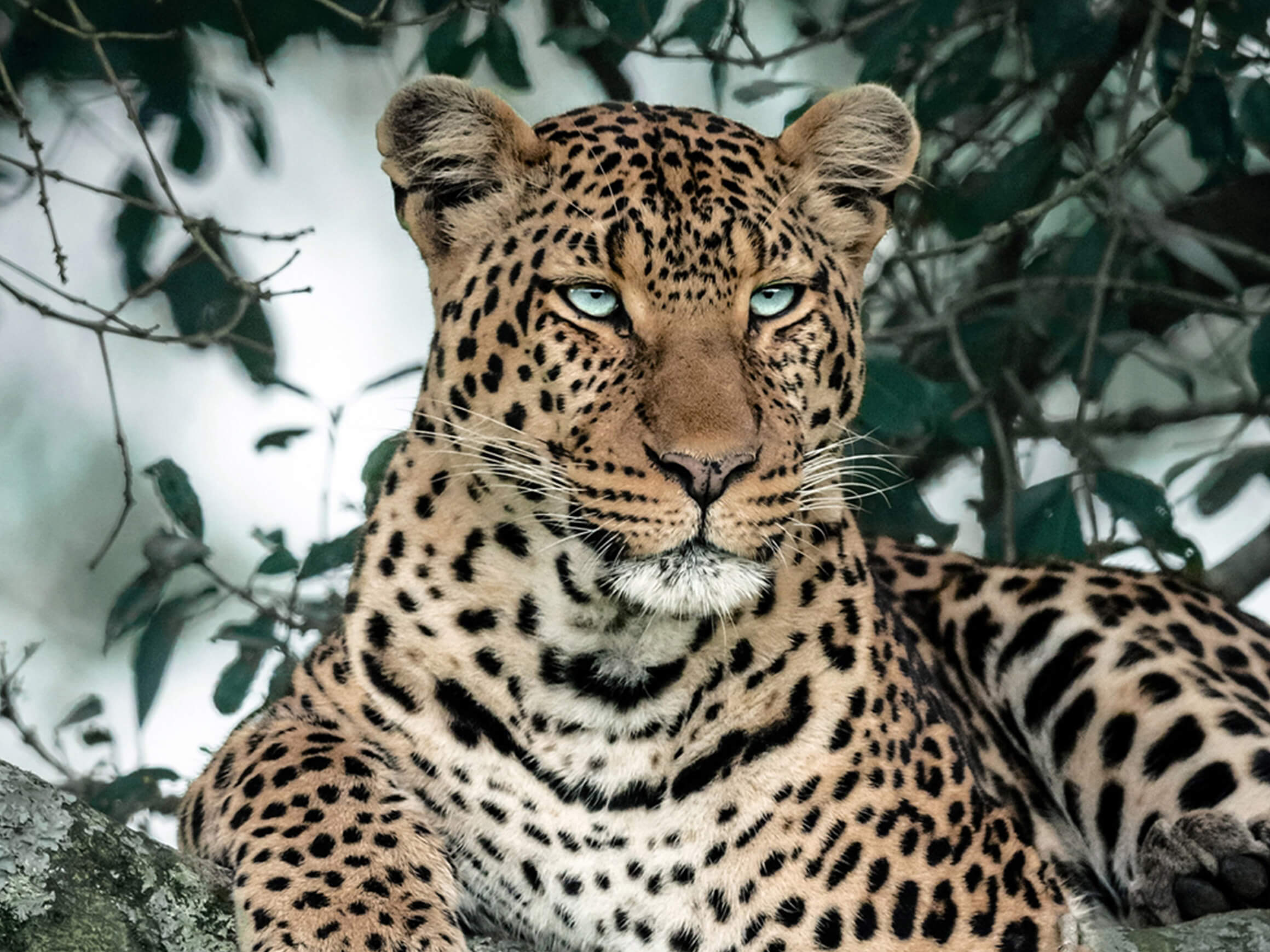 Digitaldruck auf Glas Leopard im Baum image LAND