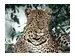 Digitaldruck auf Glas Leopard im Baum image LAND