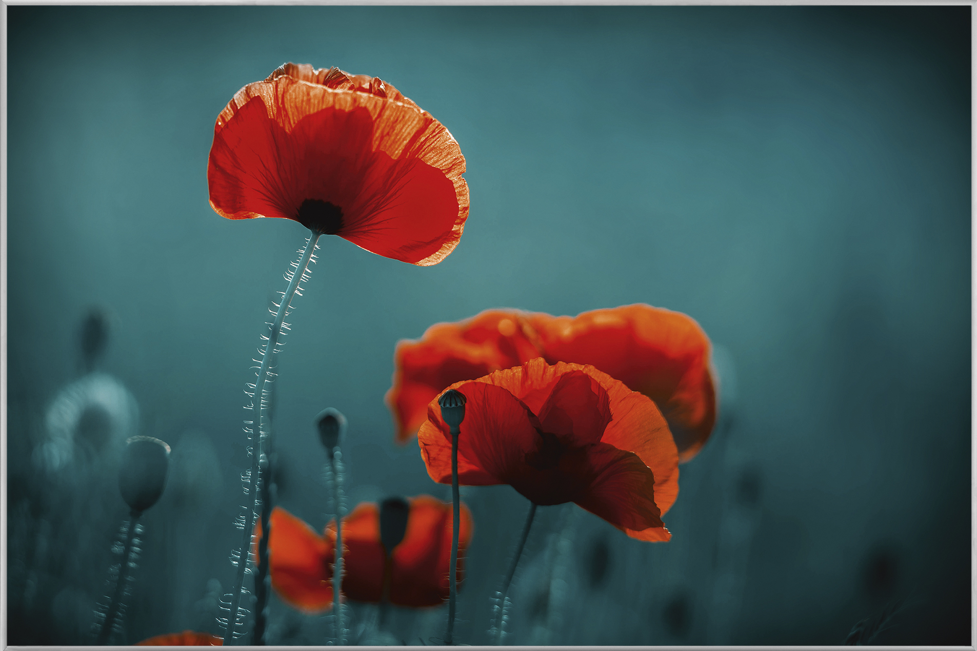 Bild mit Rahmen-Mohnblumen 5-image LAND