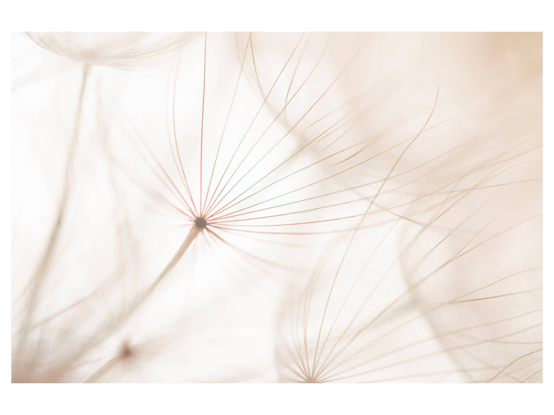 Digitaldruck auf Acrylglas Pusteblume 2 image LAND / Grösse: 150 x 100 cm