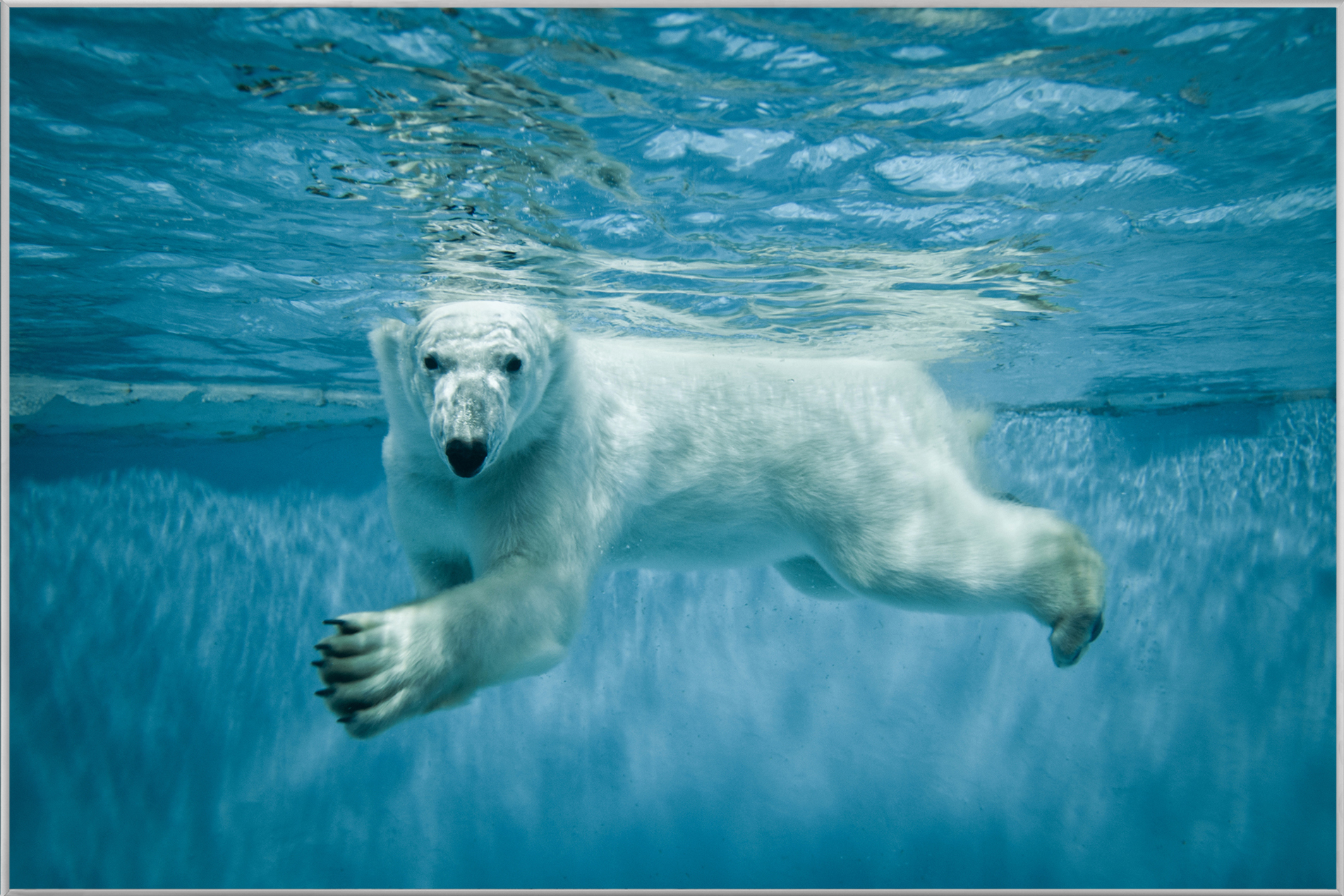 Bild mit Rahmen-Eisbär-image LAND