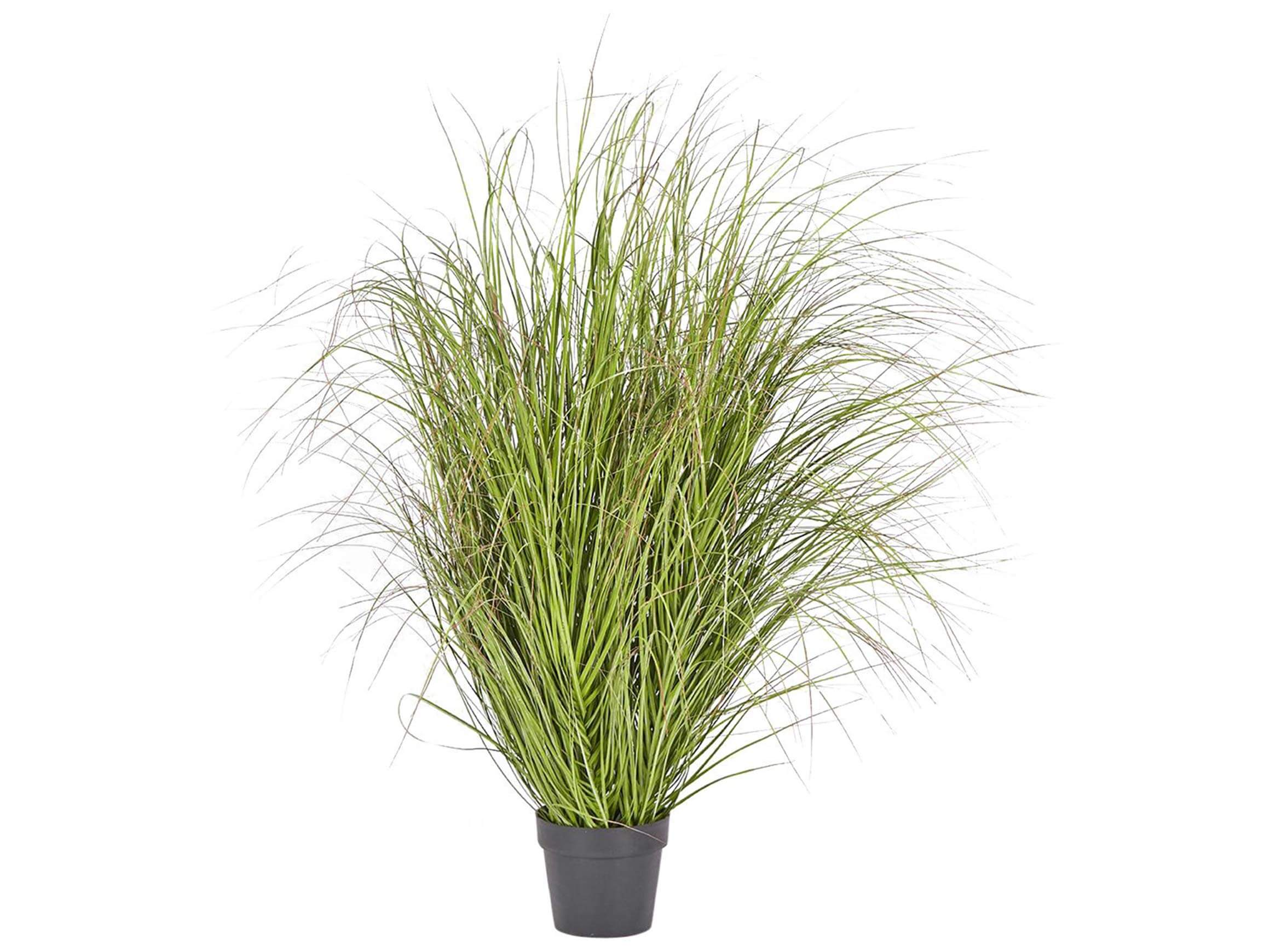 Festuca im Topf Grün h: 142 cm Edg