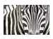 Digitaldruck auf Acrylglas Zebra image LAND / Grösse: 120 x 80 cm