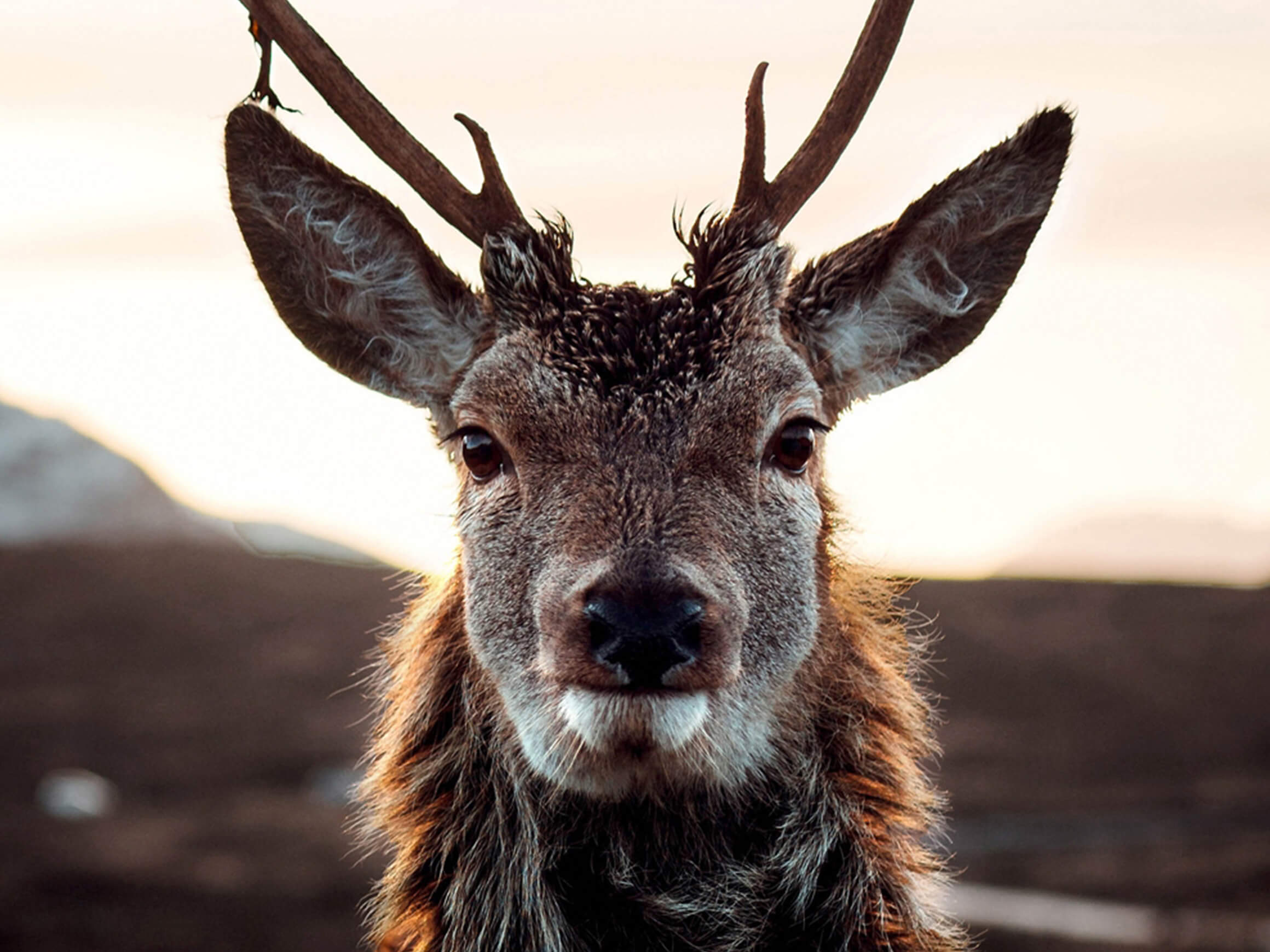 Digitaldruck auf Glas Rentier in Der Tundra image LAND