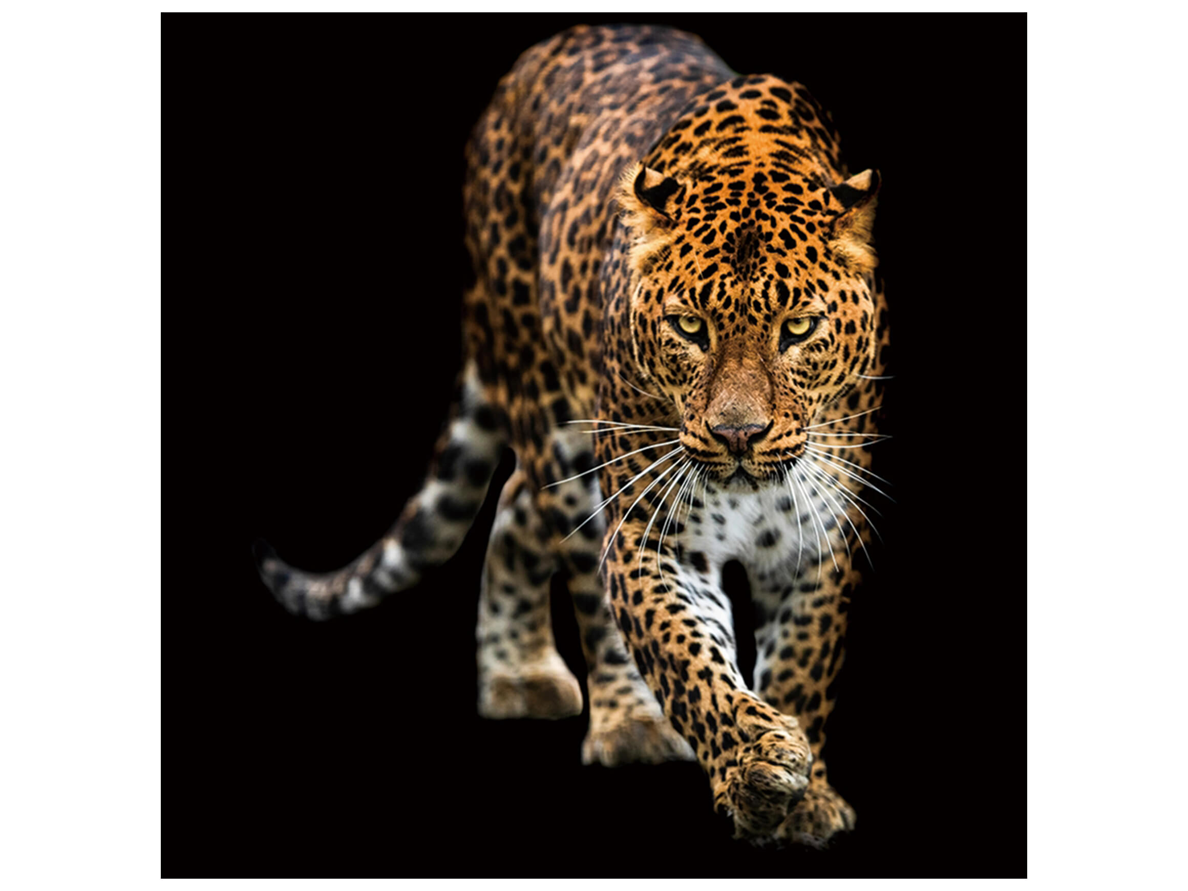 Digitaldruck auf Glas Schleichender Leopard image LAND