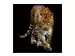 Digitaldruck auf Glas Schleichender Leopard image LAND