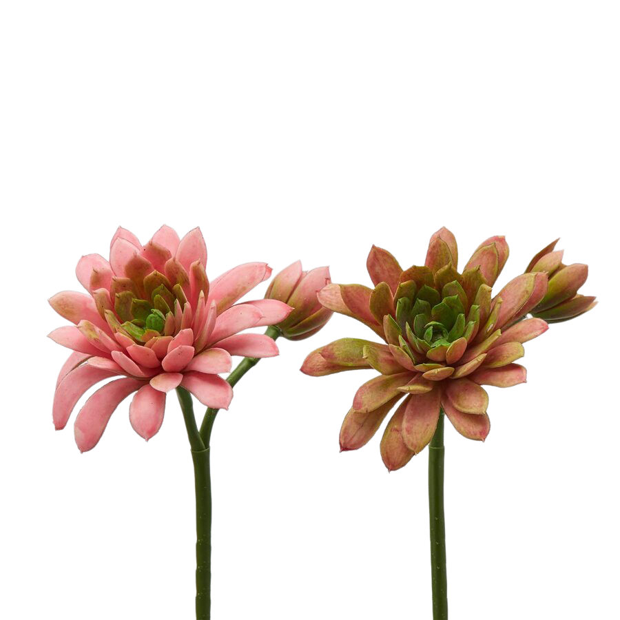 Edg Kunstblumen Echeveria Hellrosa H: 18 cm  | Schubiger Möbel