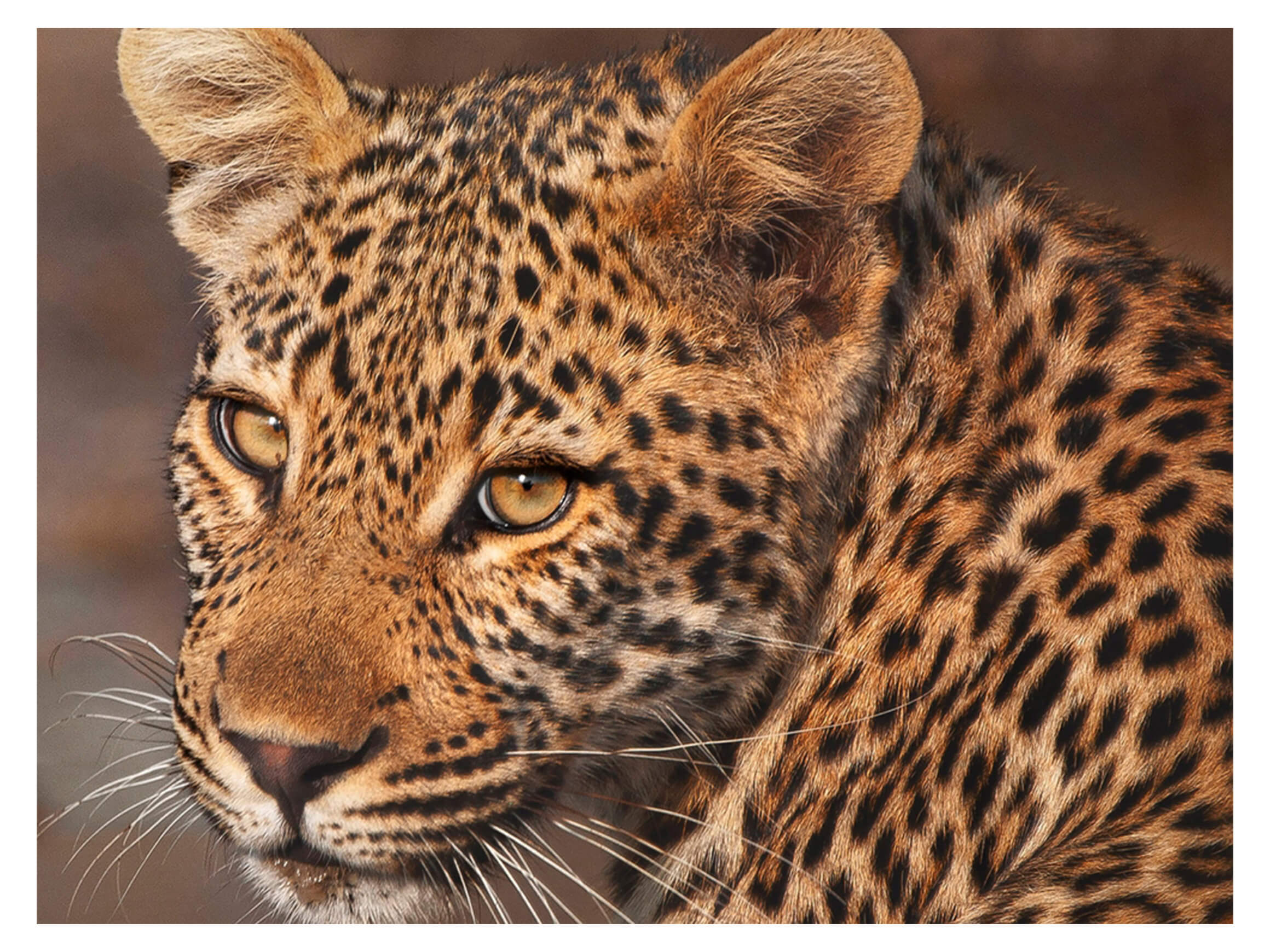 Digitaldruck auf Glas Leopard image LAND