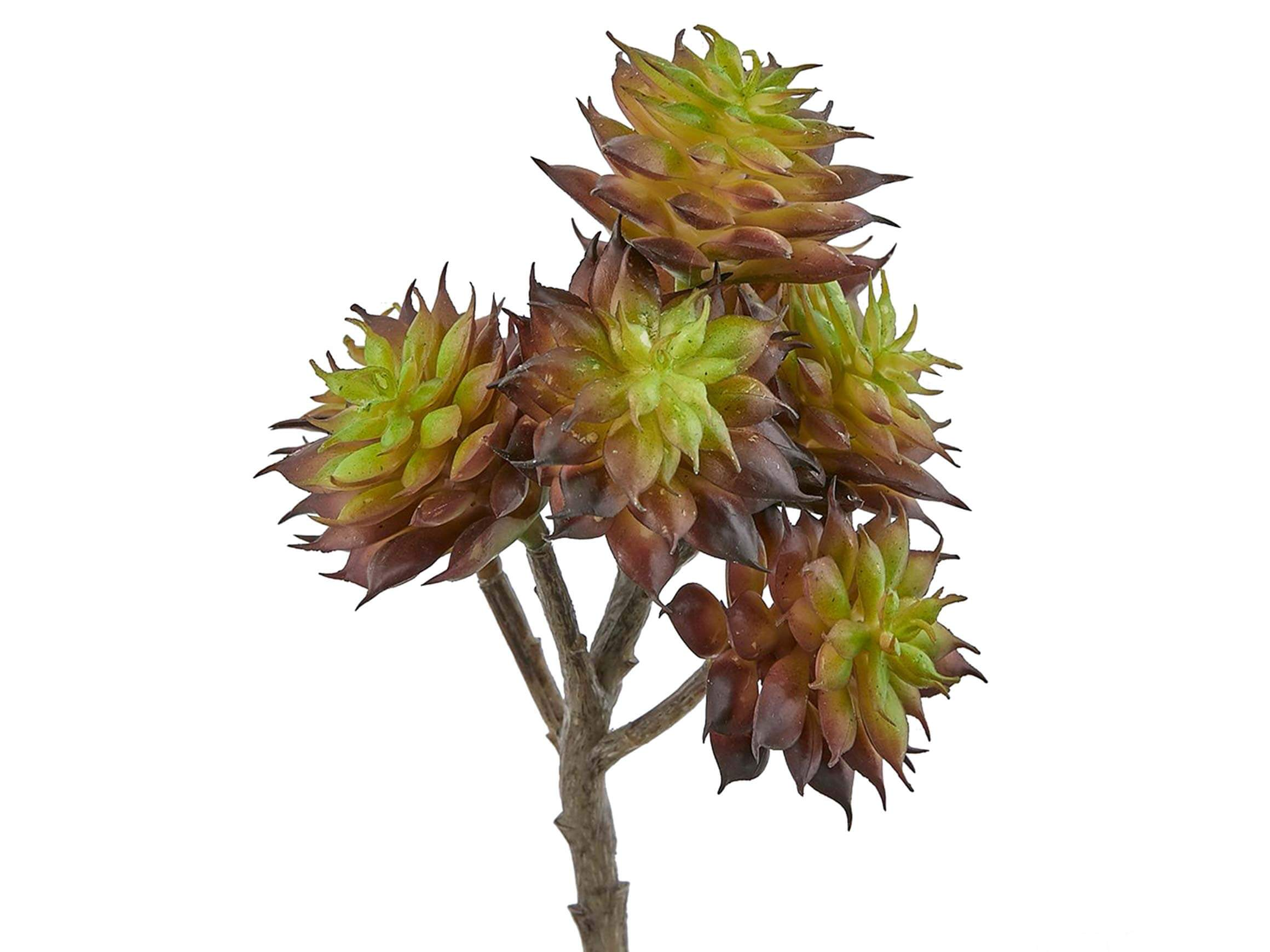 Hauswurz Burgund h: 20 cm Edg