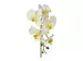 Kunstblume Phalaenopsis Orchidee Grün H: 45 cm Gasper