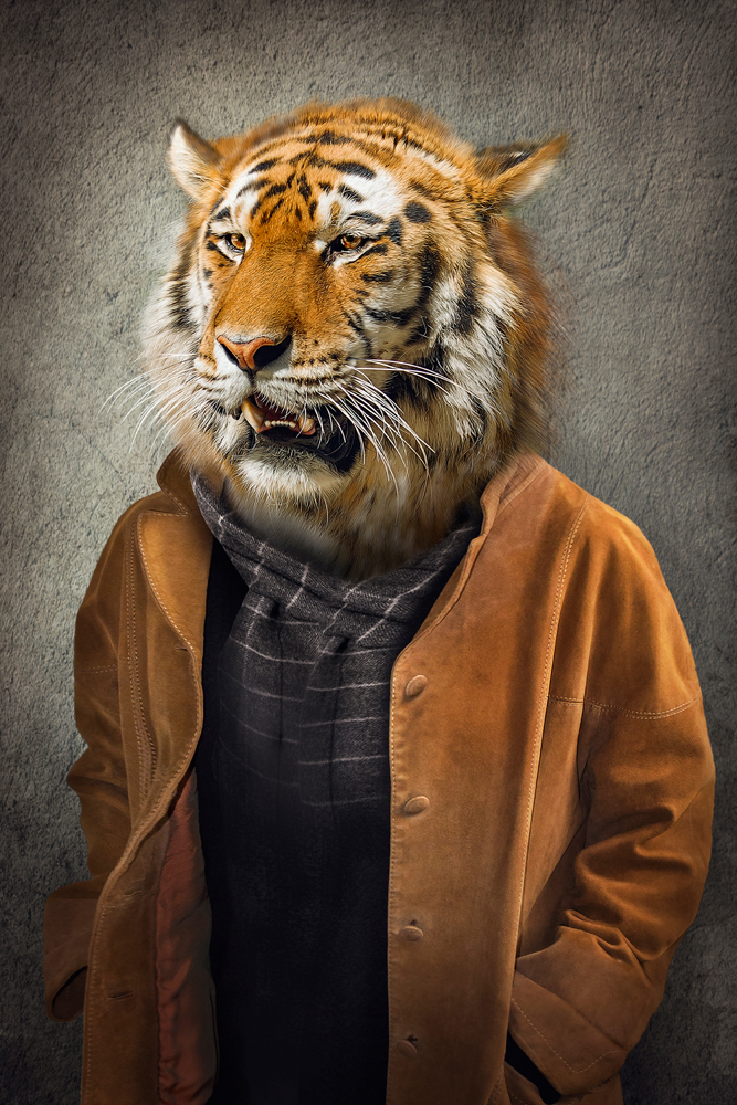 Alubild-Tiger im Mantel-image LAND