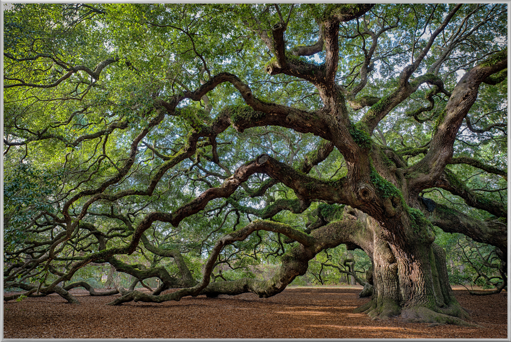 Bild mit Rahmen-Faszination Baum-image LAND