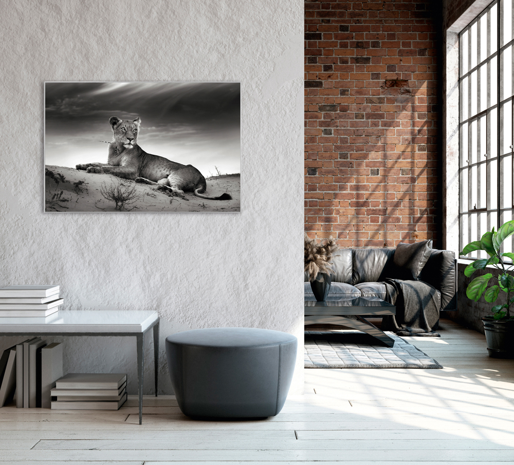 Bild mit Rahmen-Löwin-image LAND