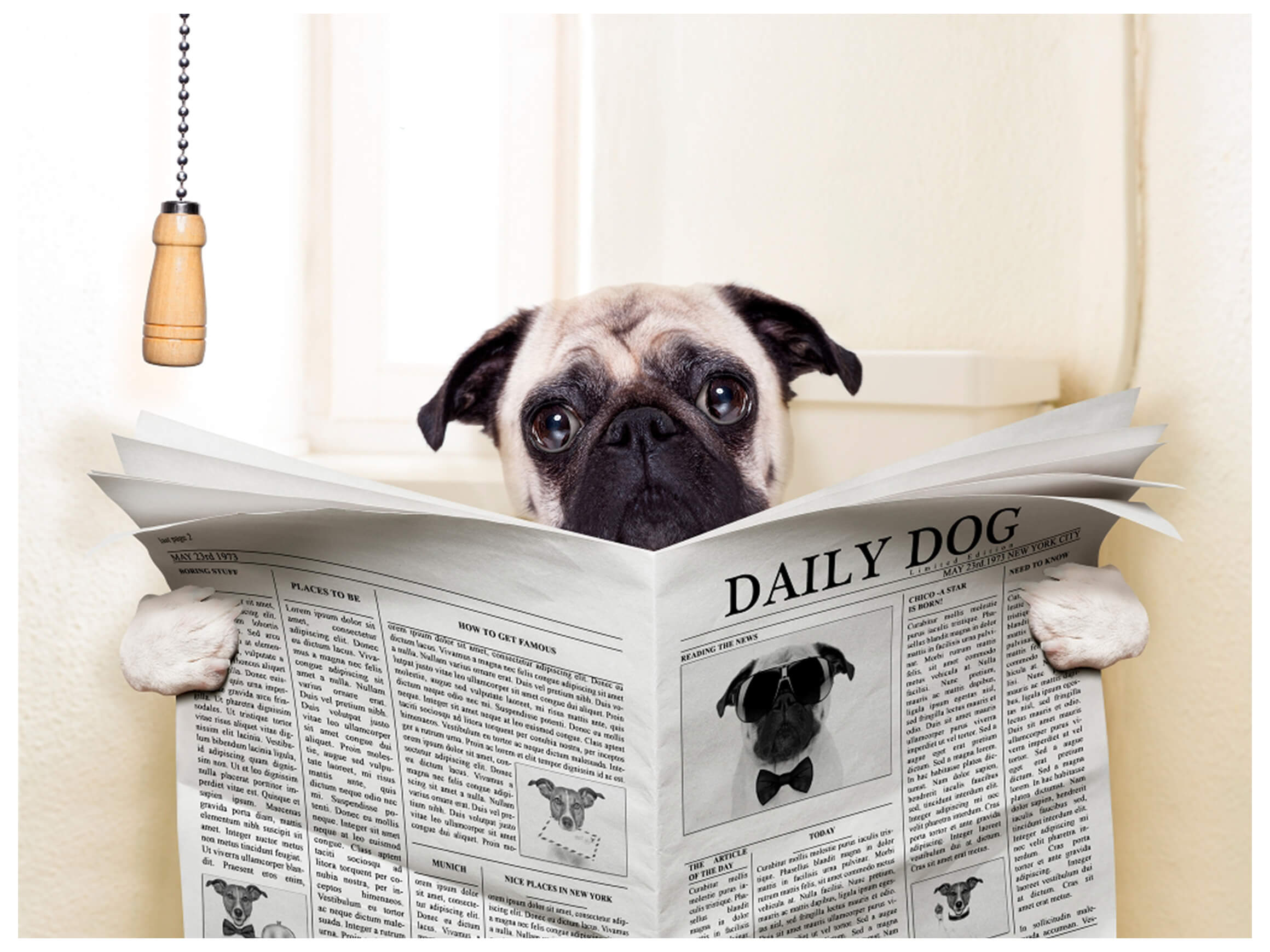 Digitaldruck auf Glas Mops mit Zeitung image LAND