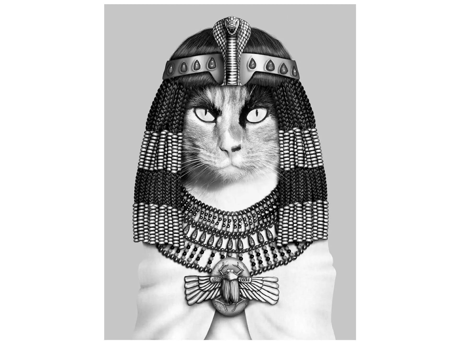Bild Ägyptische Katze image LAND