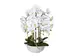 Orchidee weiss im Keramiktopf Orchidee Weiss im Keramiktopf H: 66 cm Gasper