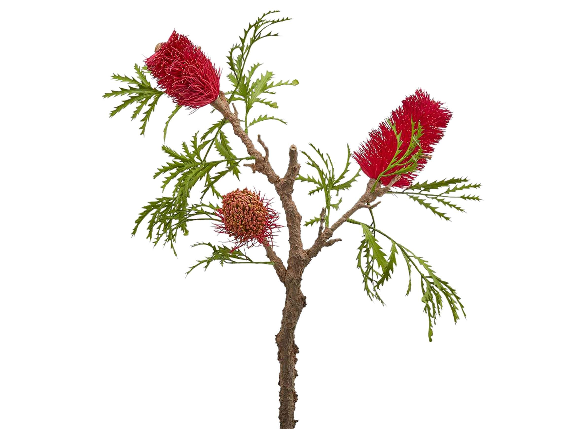 Edg Protea Banksia Purple H: 84 cm  | Schubiger Möbel