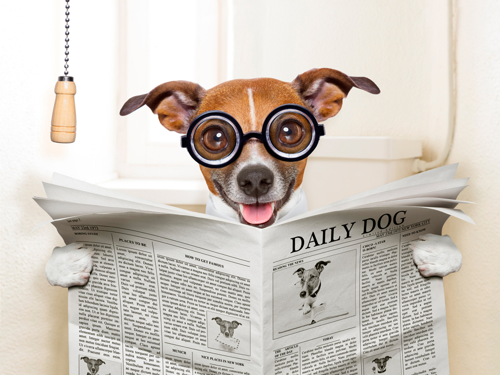 Alubild-Hund mit Zeitung-image LAND