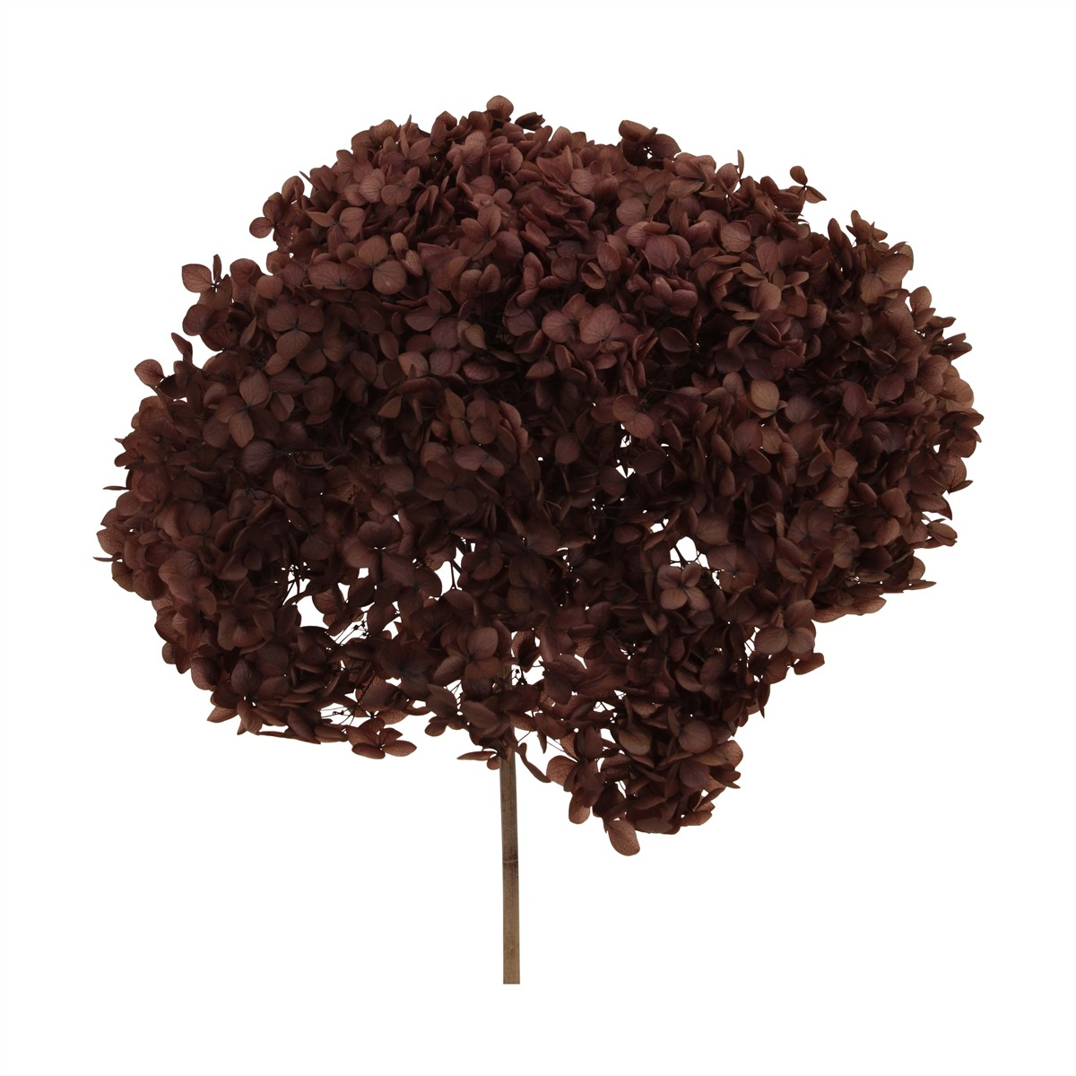 Decofinder Kunstblumen Bund Hortensien, Natur, H:60 cm Beige | Schubiger Möbel
