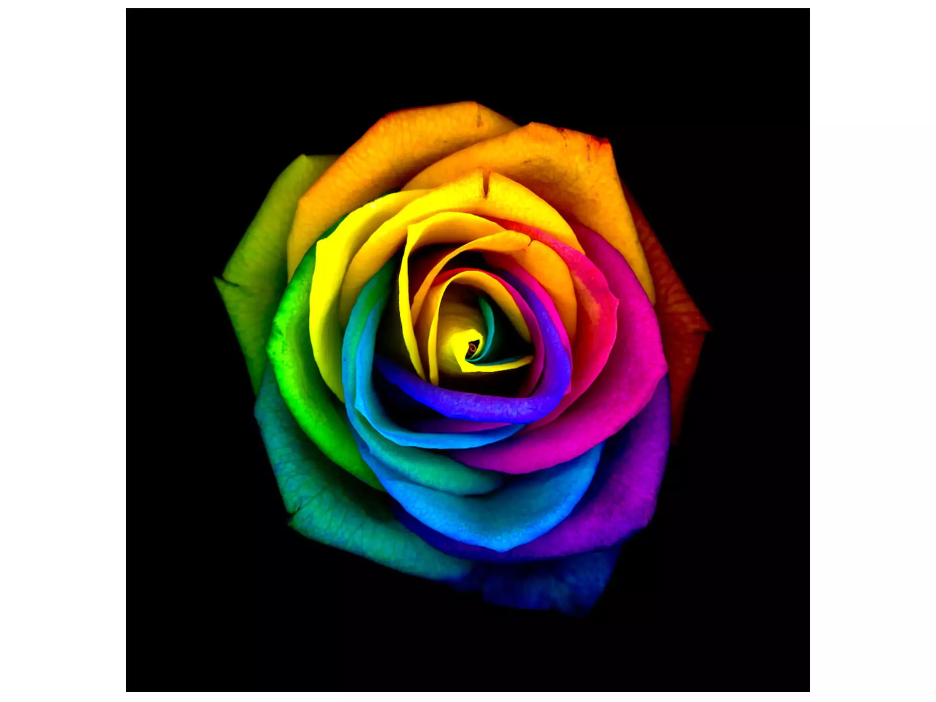 Bildsystem Rainbow Rose 3a ART