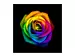 Bildsystem Rainbow Rose 3a ART