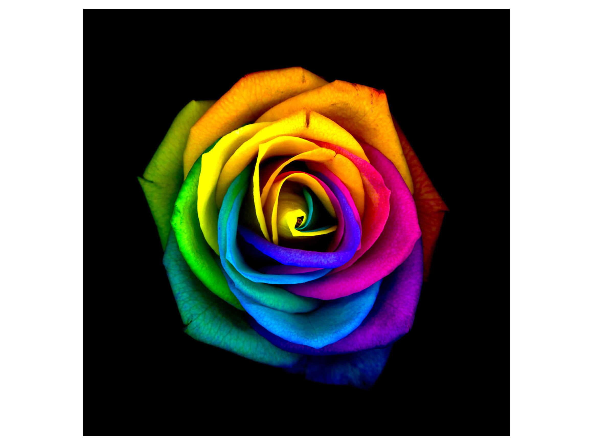 Picture system Rainbow Rose 3a ART