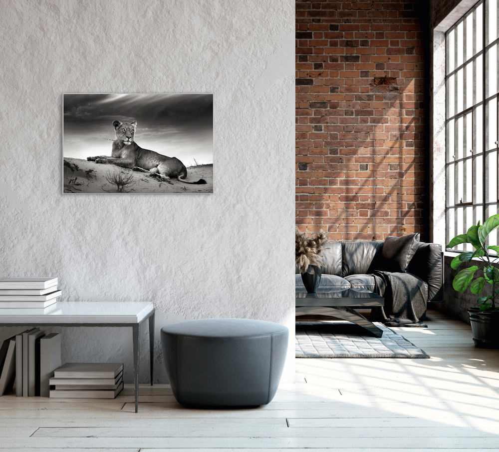 Bild mit Rahmen-Löwin-image LAND