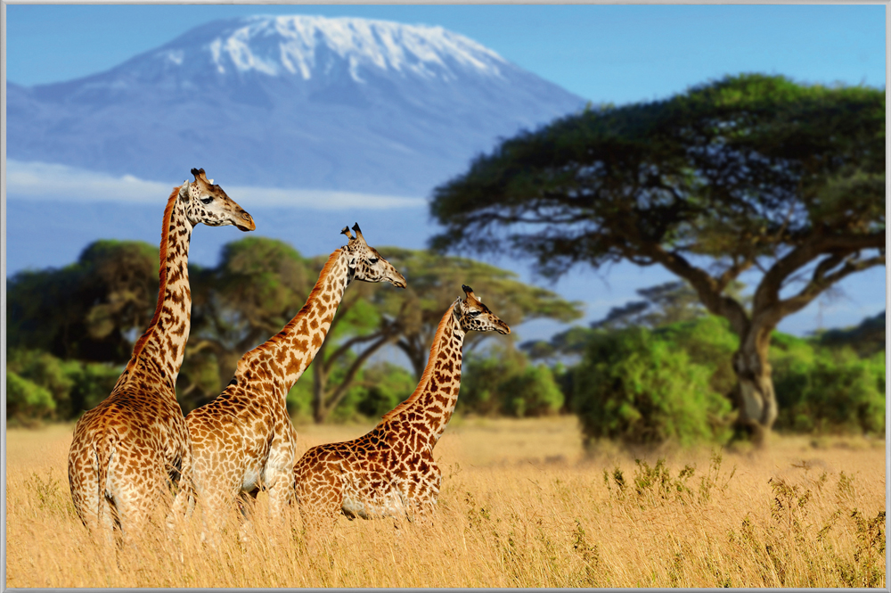 Bild mit Rahmen Giraffen in Der Savanne image LAND