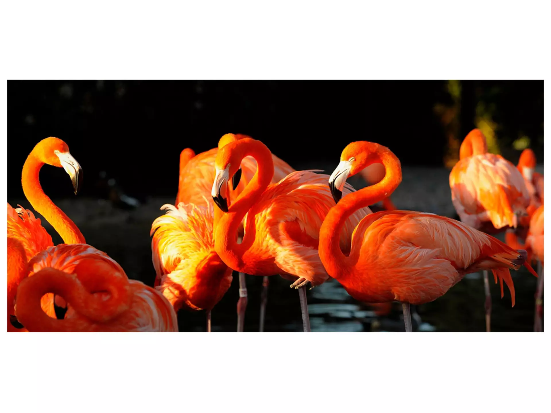 Digitaldruck auf Acrylglas Flamingos image LAND / Grösse: 140 x 66 cm