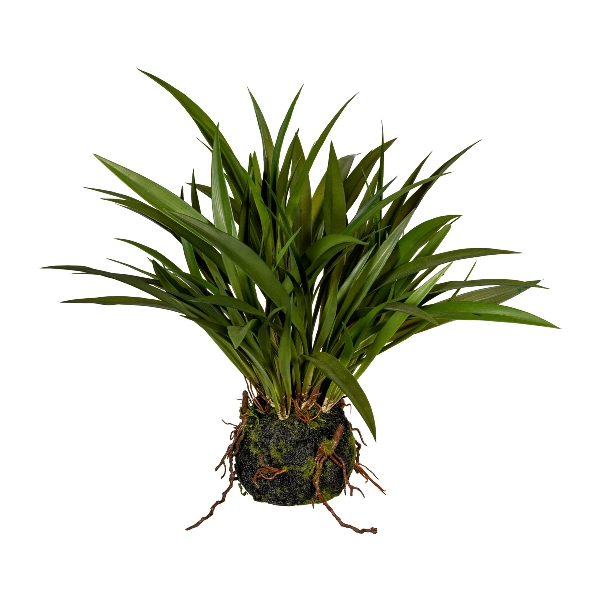 Gasper Kunstpflanze Miscanthusgras, Grün, H: 35 cm  | Schubiger Möbel