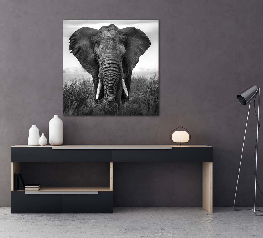 Alubild-Grosser Elefant-image LAND
