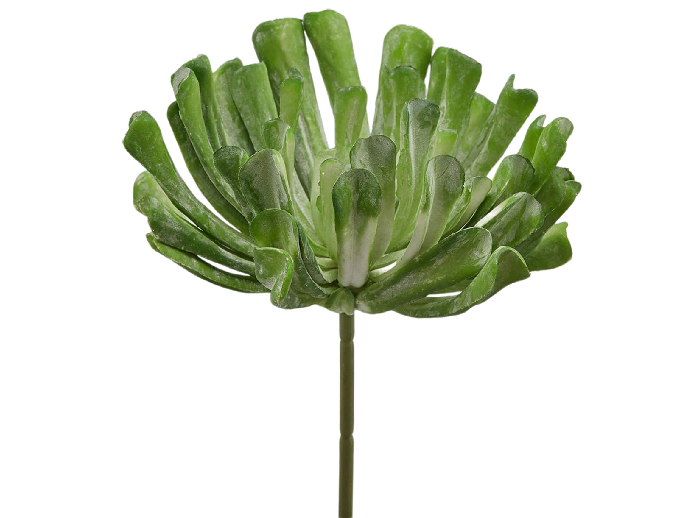 Edg Kunstblume Echeveria H: 30 cm  | Schubiger Möbel