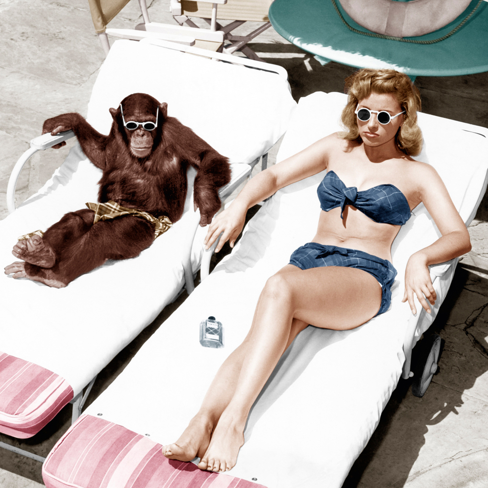Alubild-Badenixe mit Schimpanse-image LAND
