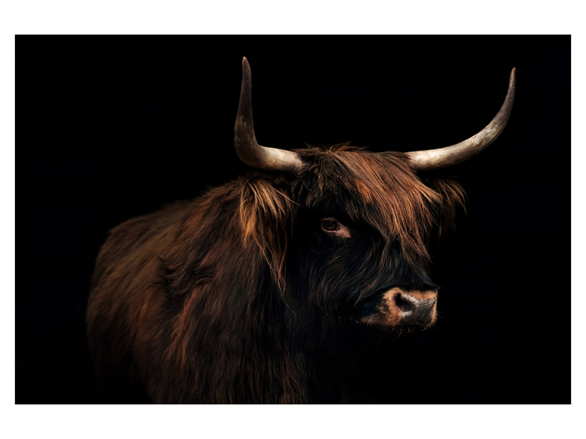 Digitaldruck auf Glas Hochland Rind Auf Schwarz image LAND / Grösse: 120 x 80 cm