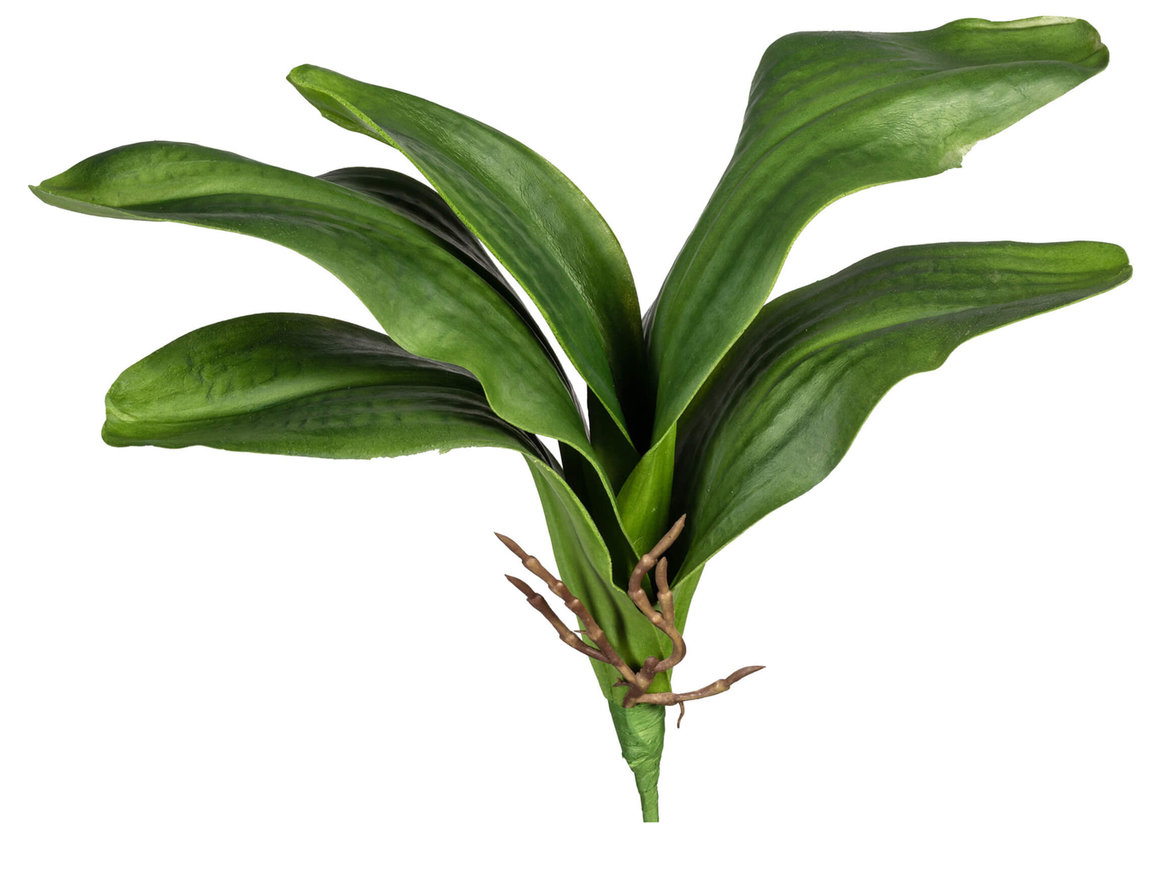 Gasper Kunstblume Orchideenblätter mit Wurzeln H: 37 cm  | Schubiger Möbel