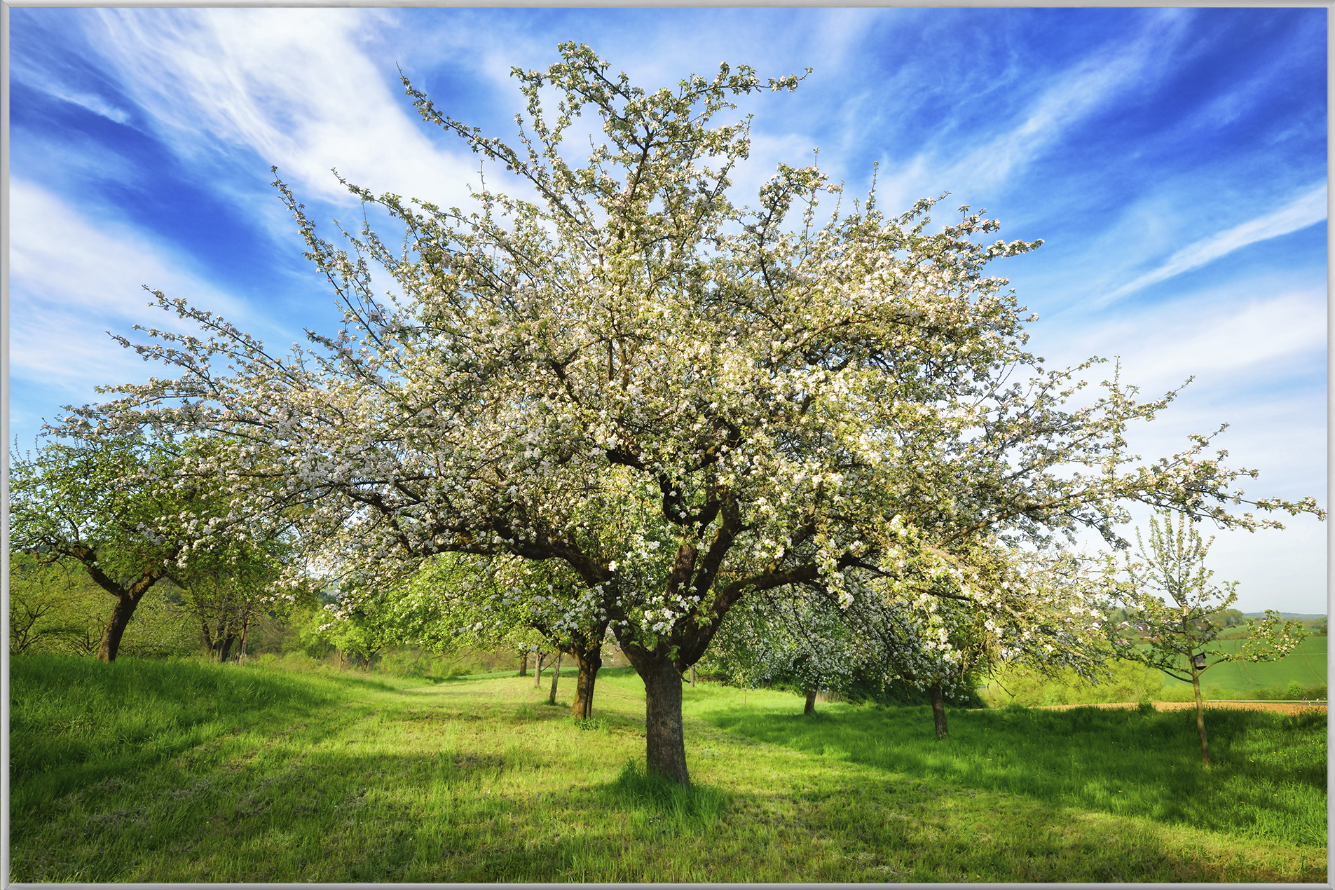 Bild mit Rahmen-Blühende Obstbäume-image LAND