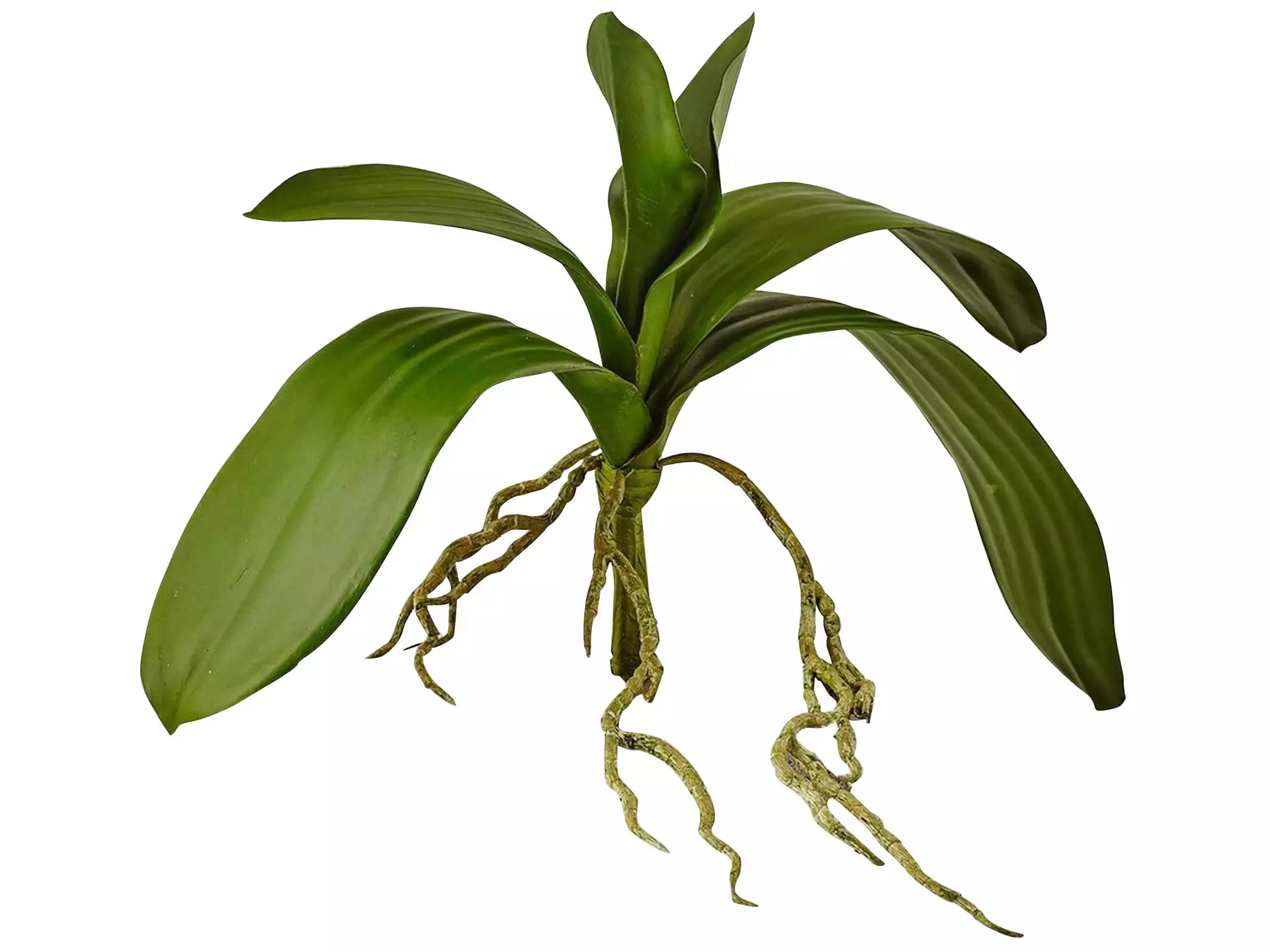 Kunstpflanze Orchideenblätter Edg