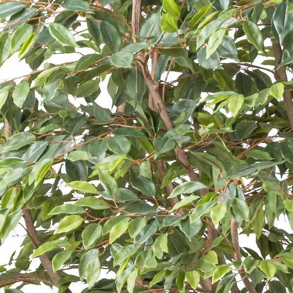 Kunstpflanzen Ficus Benjamina Naturstamm Auf Metallplatte H: 260 Gasper / Grösse: x cm