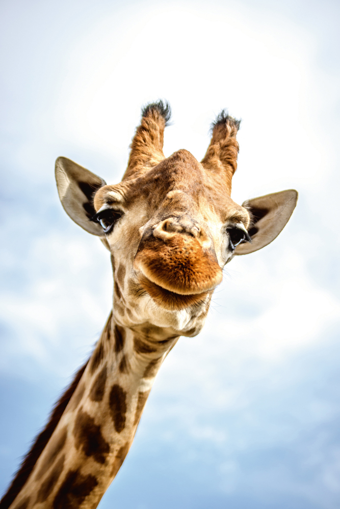Alubild-Lächelnde Giraffe-image LAND