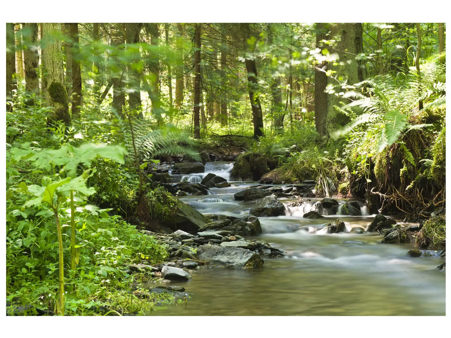 Digitaldruck auf Acrylglas Flusslauf im Wald 1 image LAND / Grösse: 150 x 100 cm