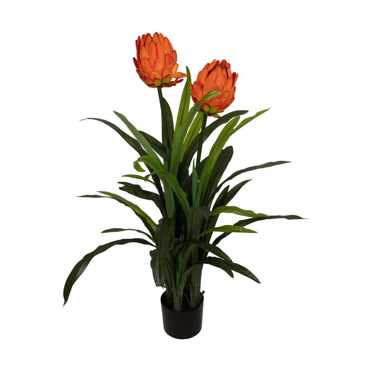 Decofinder Kunstpflanze Protea Orange H: 116 cm Orange | Schubiger Möbel