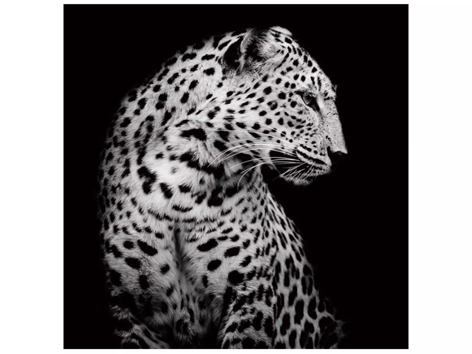 Bild Leopard in Der Nacht image LAND