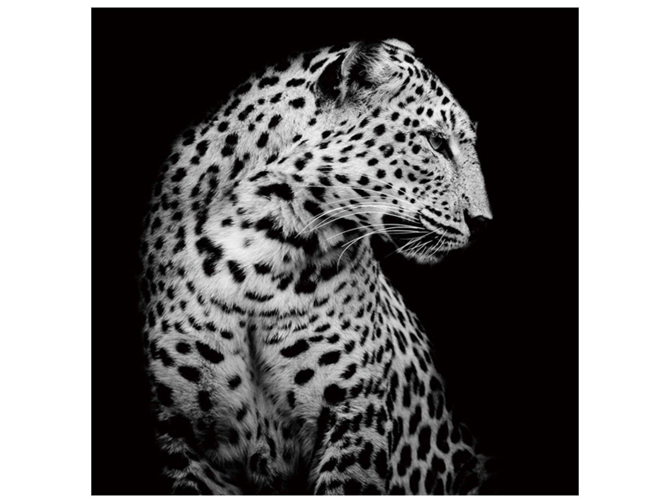 Bild Leopard in Der Nacht image LAND