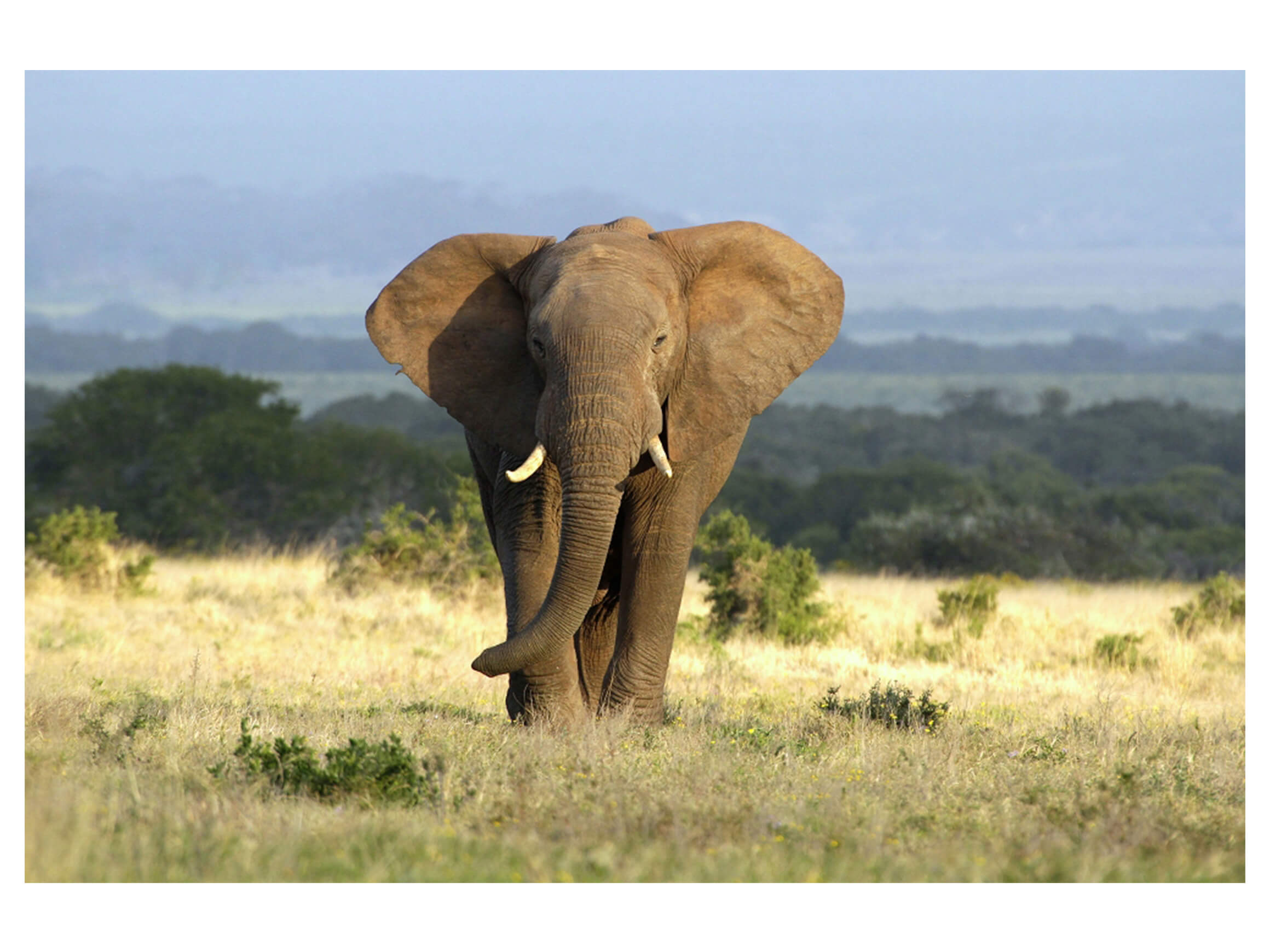 Digitaldruck auf Acrylglas Elefant in Der Steppe image LAND / Grösse: 120 x 80 cm